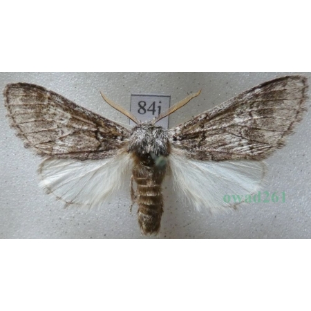 Drymonia querna (Denis & Schiffermüller, 1775) male Dąbrówka dębowa Czech84j